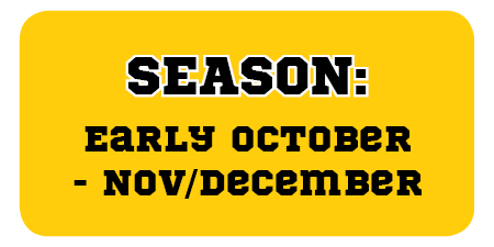 56girlsbball_season